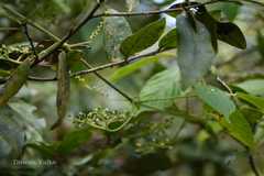 Cayratia mollissima